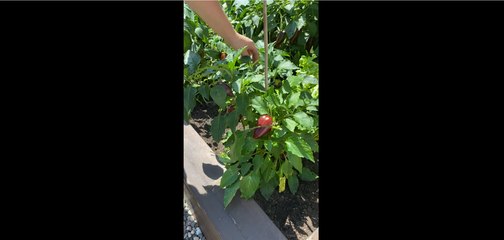 Caroline Brunet nous montre sa variété de piments