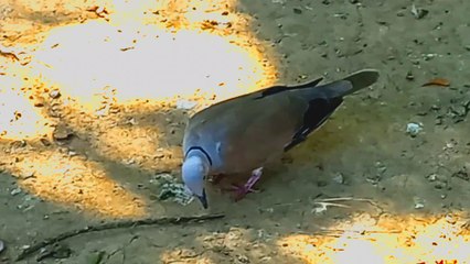Soothing Views: Beautiful dove with relaxing music