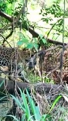 Ariranha enfrenta onça pintada (Giant Otther confront Jaguar) #shorts