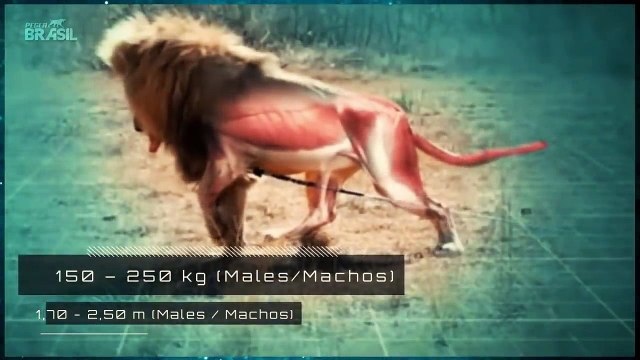 Leões vs Hienas - Lions vs Hyena - Animal battle