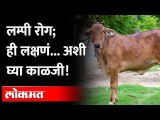 लम्पी व्हायरस पसरतोय, ही आहेत लक्षणं... काळजी घ्या!