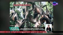 Mga higanteng paniki o Flying Foxes, namataan sa sentro ng Zamboanga City | SONA