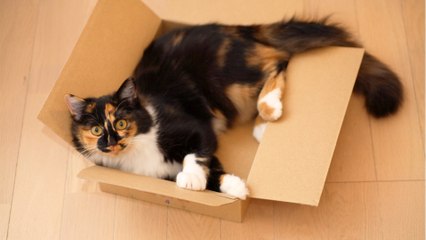 Does your cat love paper bags and boxes? Here is why