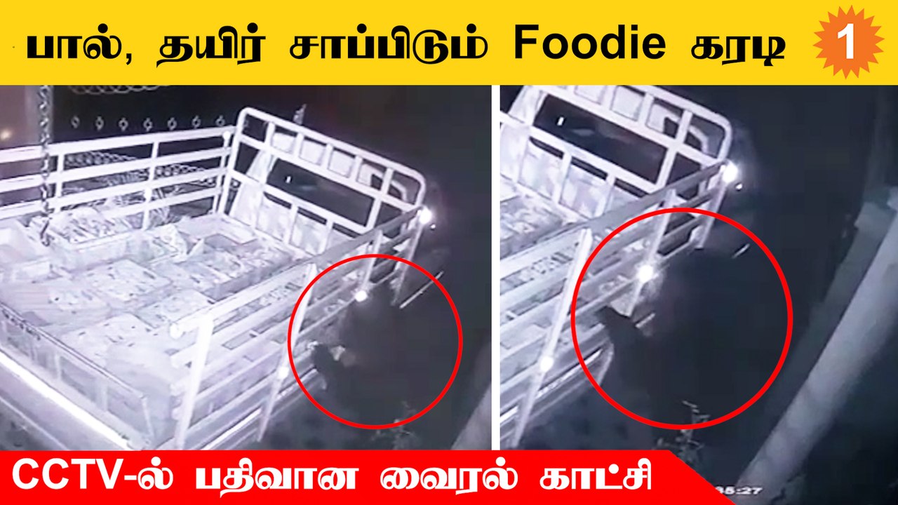 Coonoor-ல் வாகனத்தில் இருந்து எடுத்து பால், தயிர் சாப்பிடும் கரடி