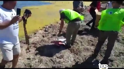 Trapani, rimesso in libertà il fenicottero salvato alla Bandita