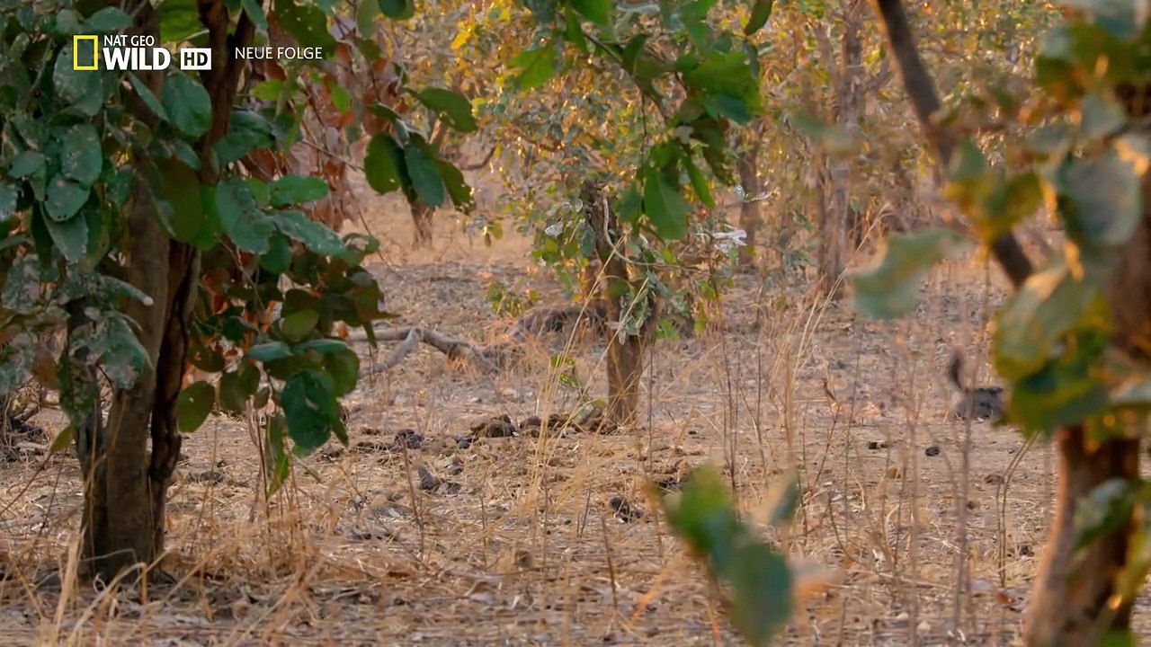 Afrikas Jäger Staffel 2 Folge 6 HD Deutsch