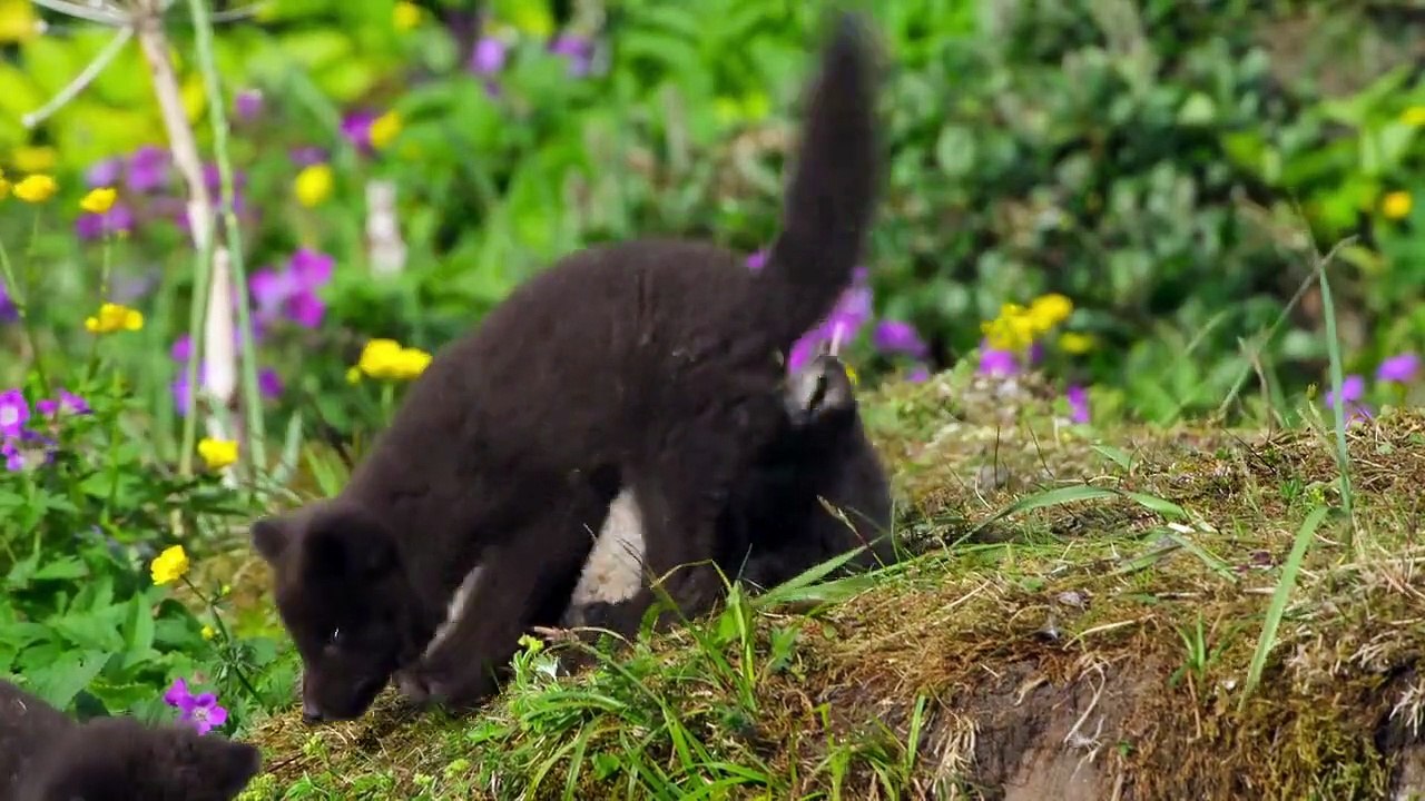 Wilde Babys Staffel 1 Folge 7 HD Deutsch