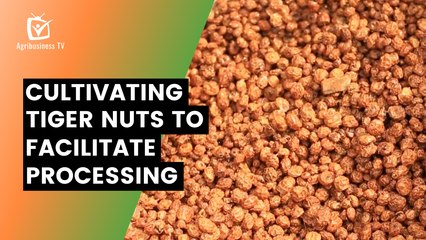 Benin: Cultivating tiger nuts to facilitate processing