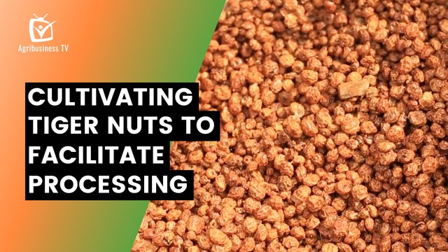 Benin: Cultivating tiger nuts to facilitate processing