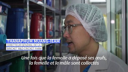 A Bangkok, les grillons cuisinés à toutes les sauces