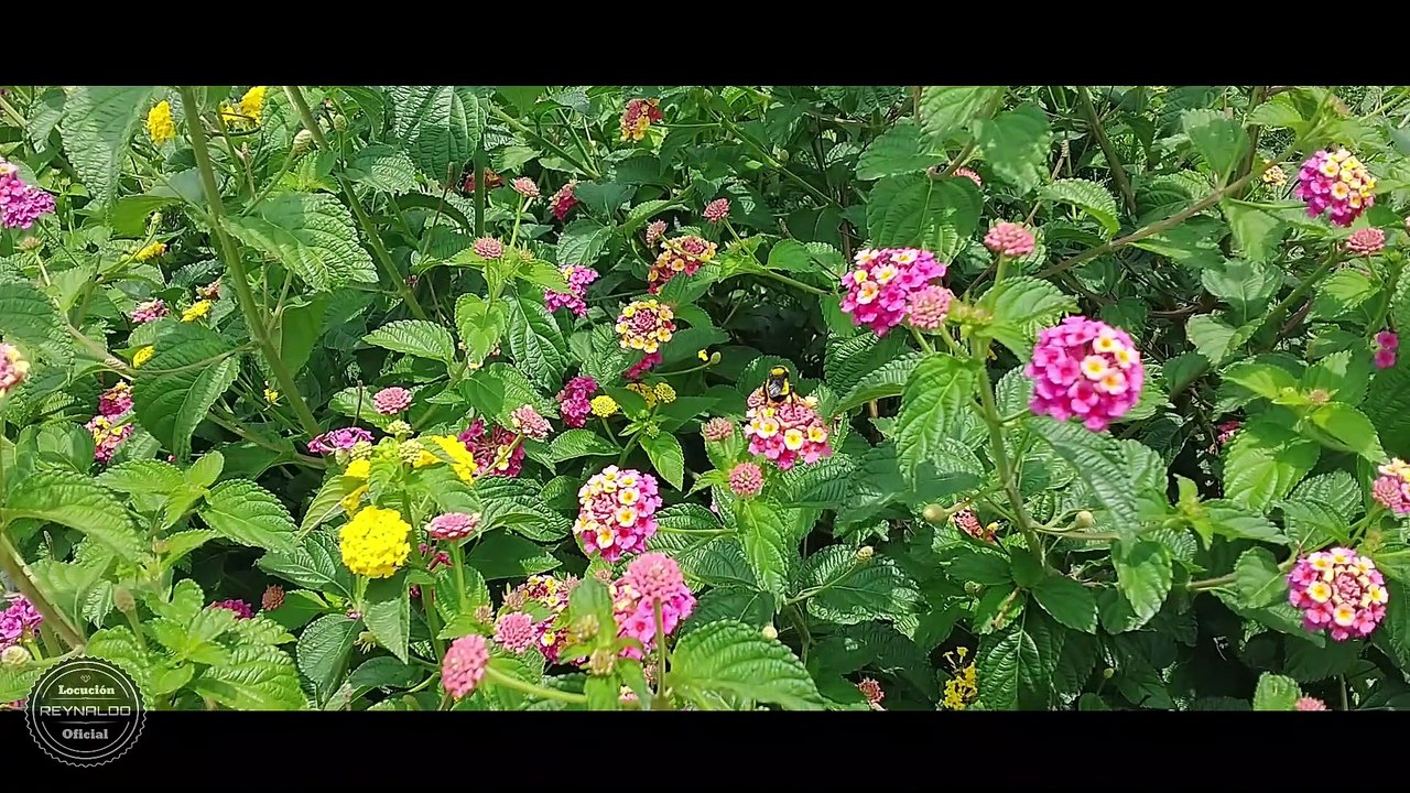 POEMA "QUIEN MUERE" AUtr Pablo Neruda Narracin Reynald Salinas