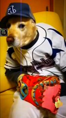 Very Cute Pie Dog Videos | Jast Amazing Dog Video | Cute Animals Yt