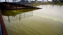 Moradores questionam peixes mortos e água suja no Lago Tucuruvi de Umuarama