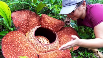 Do any plants eat animals_(1)