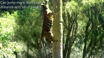 O poder do Tigre - O maior felino do mundo   The Tiger Power - The Greatest Cat