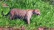 Onça pintada - O maior felino das américas   Jaguar - The biggest cat in the Americas