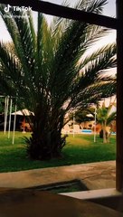 romina vega de fútbol en américa bailando regueton