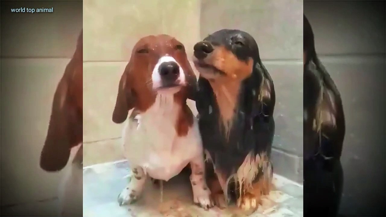 Lovely dog's funny video  #dailymotiongods