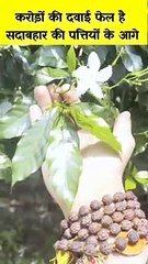 lakhon rupaye ki dawai fail hai sadabahar ke patton ke aage