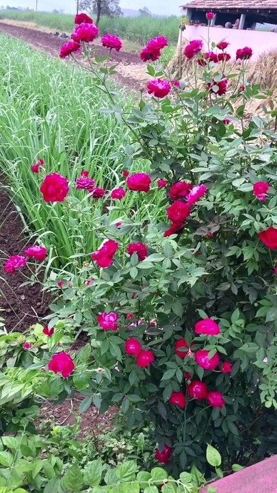 Flower gulab