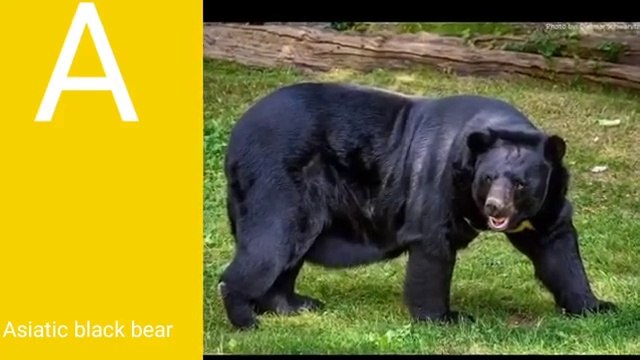 animals name start with + animals + animals names starting with letter a