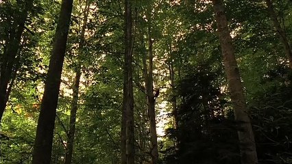 Miel Bande-annonce (EN)