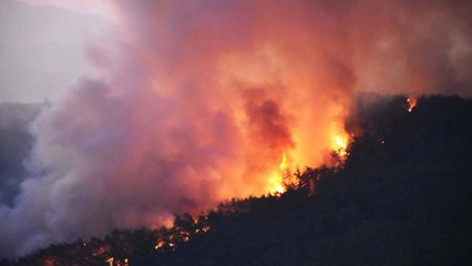 Muğla'nın Ula ilçesinde orman yangını