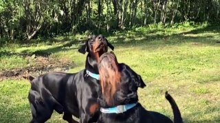 Don't Get A Doberman If You Have Childs !! Really ? Happy doberman dog playing with little one