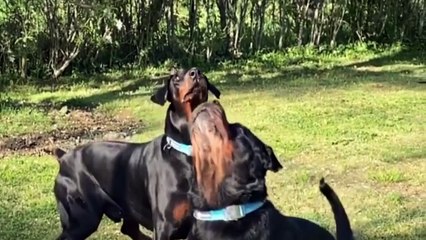 Don't Get A Doberman If You Have Childs !! Really ? Happy doberman dog playing with little one