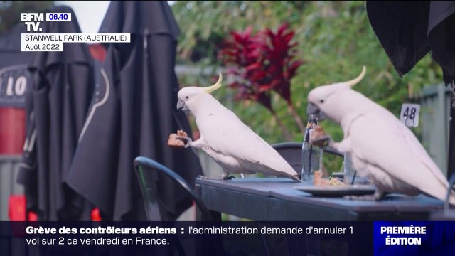 Le choix d'Angèle - Les cacatoès, des volatiles intelligents