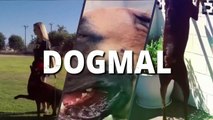 THE KANGAL - 'WOLF CRUSHER' - TURKISH KANGAL DOG