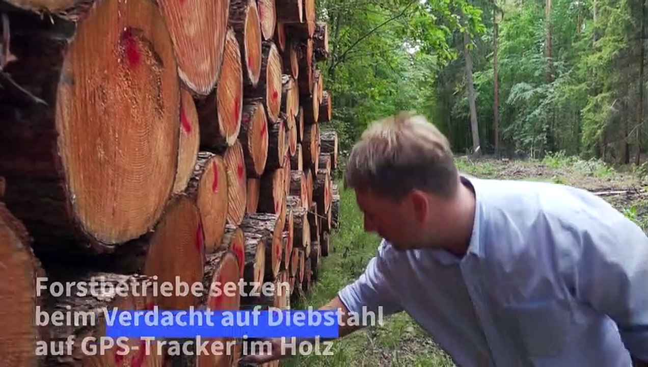 Energiekrise: mit gps-trackern gegen holzdiebstahl