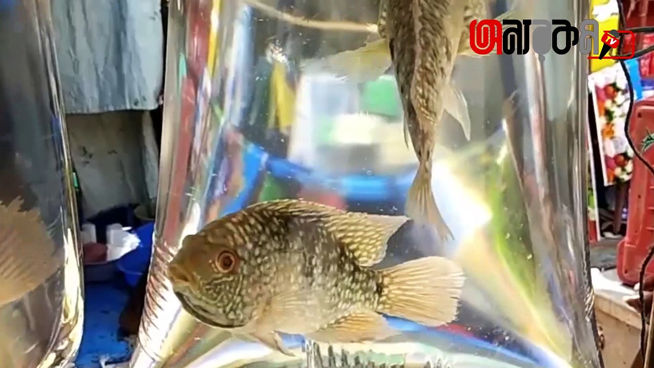 Aquarium fish Colour fish