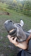 Delighted Donkey Gets Some Love