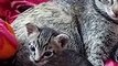 #cute #animals #pets cute kitten video you won't regret watching LIKE SHARE AND SURSCRIBE