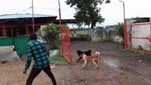 ROTTWEILER AND STREET DOG REAL FIGHT - ROTTWEILER FIGHT WITH STRAY DOG - DOG FIGHT - DOG LOVER