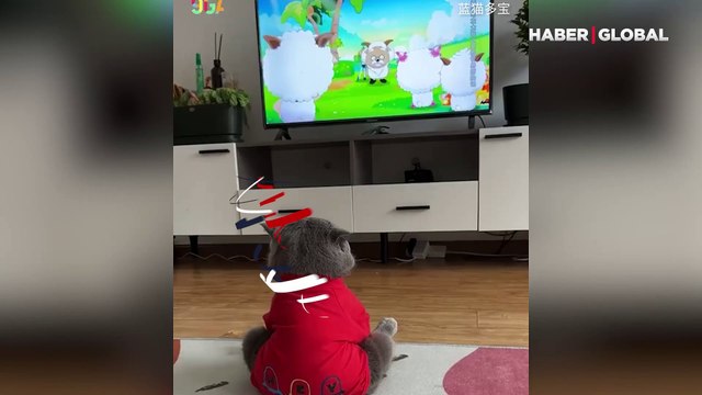 Çizgi filmine kitlenen sevimli kedinin gözü başka hiçbir şeyi görmedi