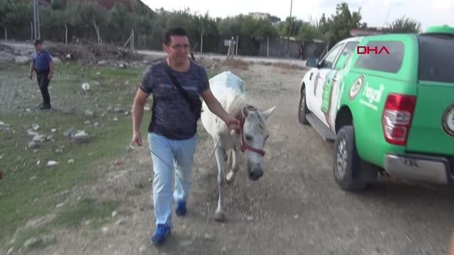 ATI YUMRUKLAYAN SEYYAR SATICI YAKALANDI