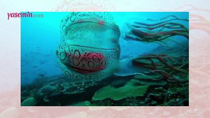 Yıllar sonra görüntülenen büyüleyici denizanası sosyal medyanın gündeminde!