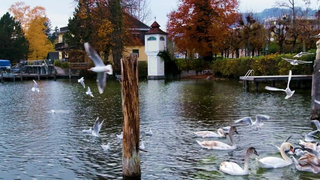 ⃝ Swans Blooming in the Lakes 2, Meditation Music , #Relaxing Yoga Calm Music, Spa ,Study Sleep Music