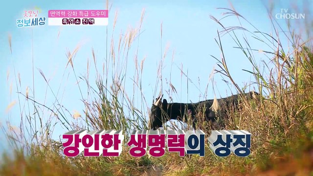 『 흑염소 진액 』 면역력 강화에 도움을 주는 비법 TV CHOSUN 220914 방송