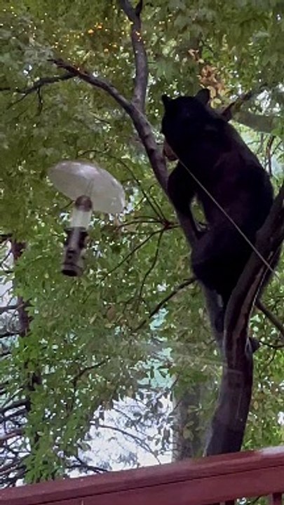 Bear Steals a Snack