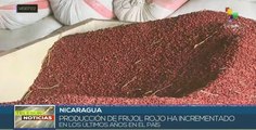 Producción de frijol rojo nicaragüense mejora la agroindustria nacional