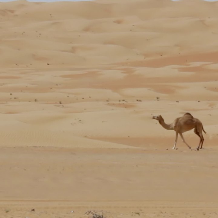 Chameau et dromadaire : quelles différences ? carré