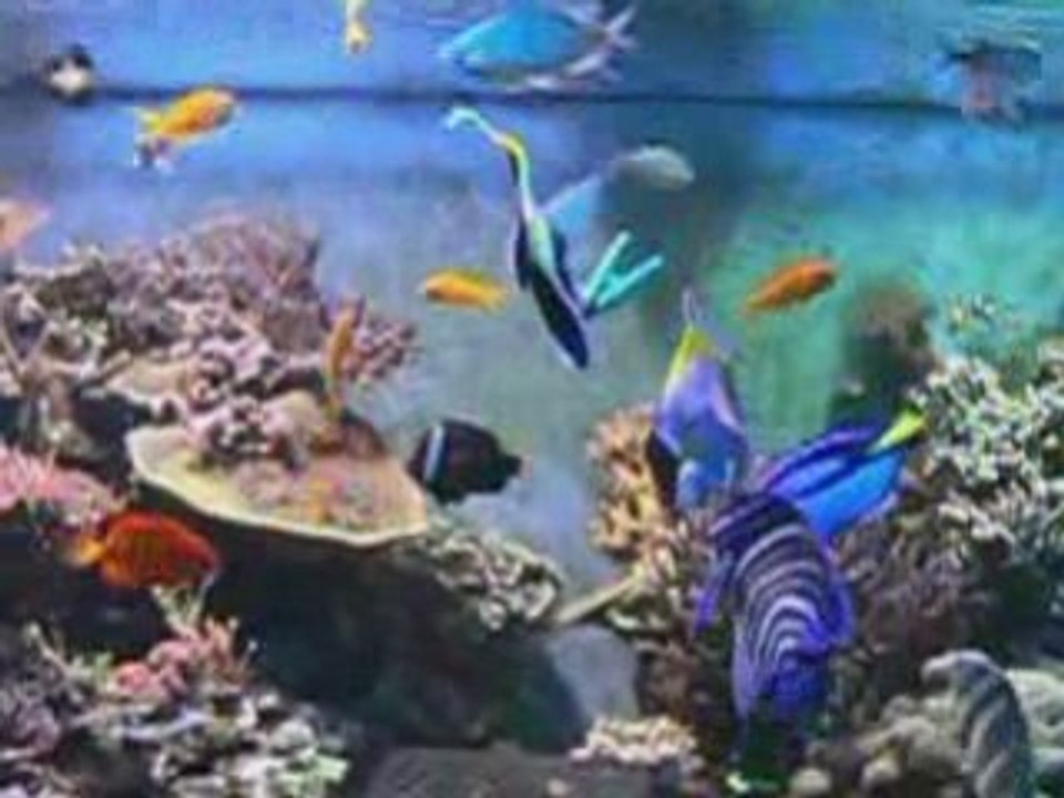 Nourissage aux algues en Recifal