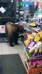 Un individu revient voler dans la même supérette