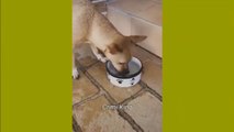 cat video 3. animal video funny. pets video funny. funny video cat and dog. sweet cat video. funny reaction video animals. fun moment video. the bos video. the boss channel.