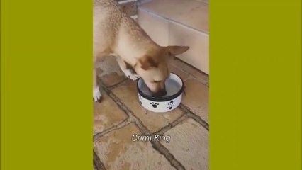 cat video 3. animal video funny. pets video funny. funny video cat and dog. sweet cat video. funny reaction video animals. fun moment video. the bos video. the boss channel.