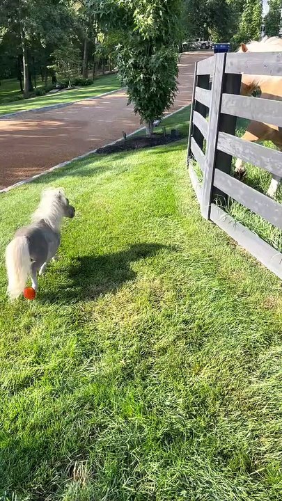 Tubby le nain Mini cheval caracole près de Sailor le cheval Buzz Buddy