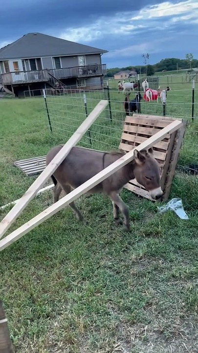 Waffles the Donkey tente d'aider avec des projets domestiques Buzz Buddy
